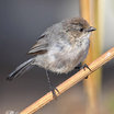 Bushtit